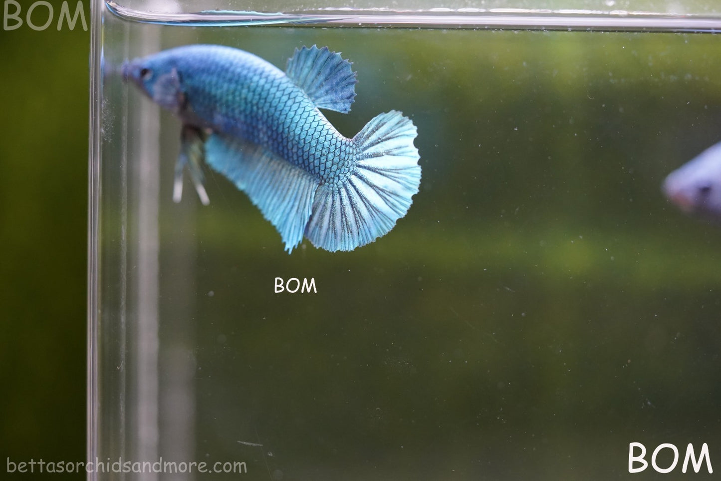 LIVE BETTA GIANT FEMALE BLUE SERIES | BOM-A310