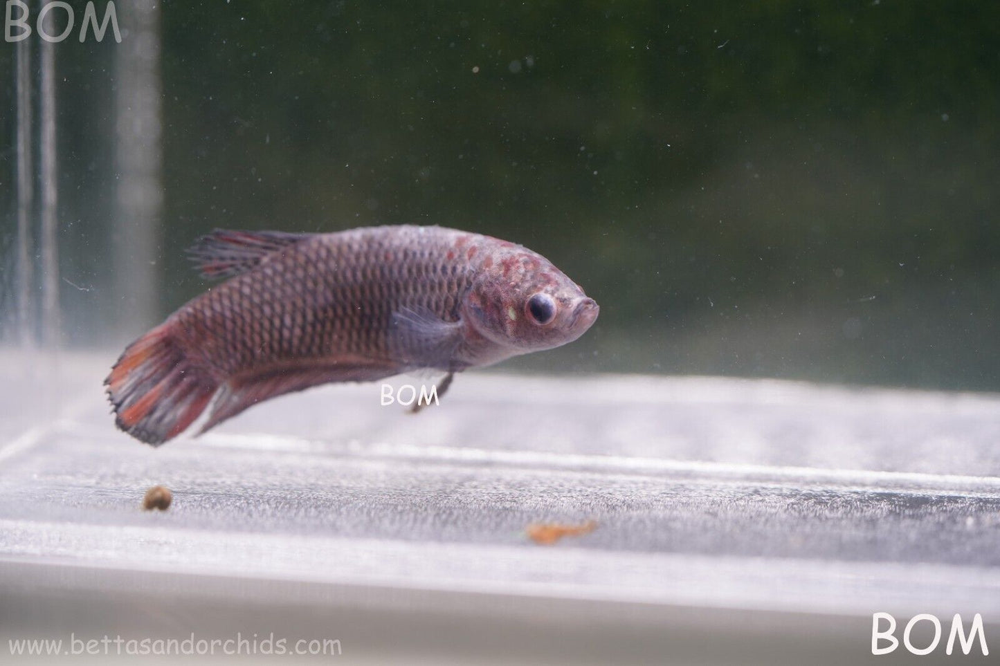 LIVE BETTA HMPK  BIG FEMALE BLACK VARIANT | BOM-A51
