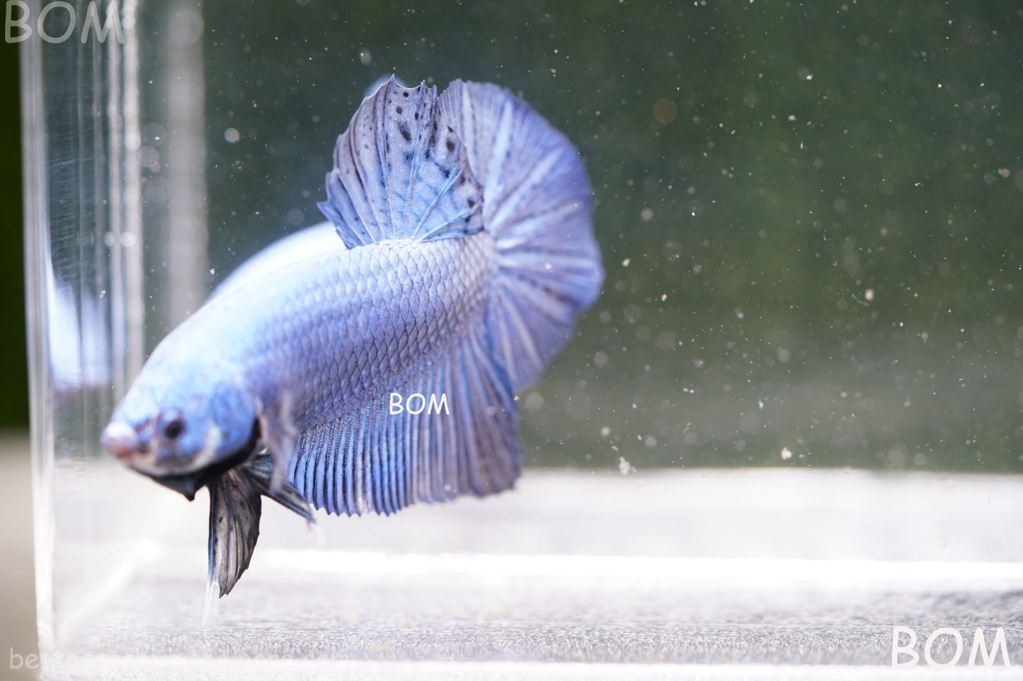 Betta Plakat GIANT MALE BLUE SERIES 5 CM BO | BOM-A305