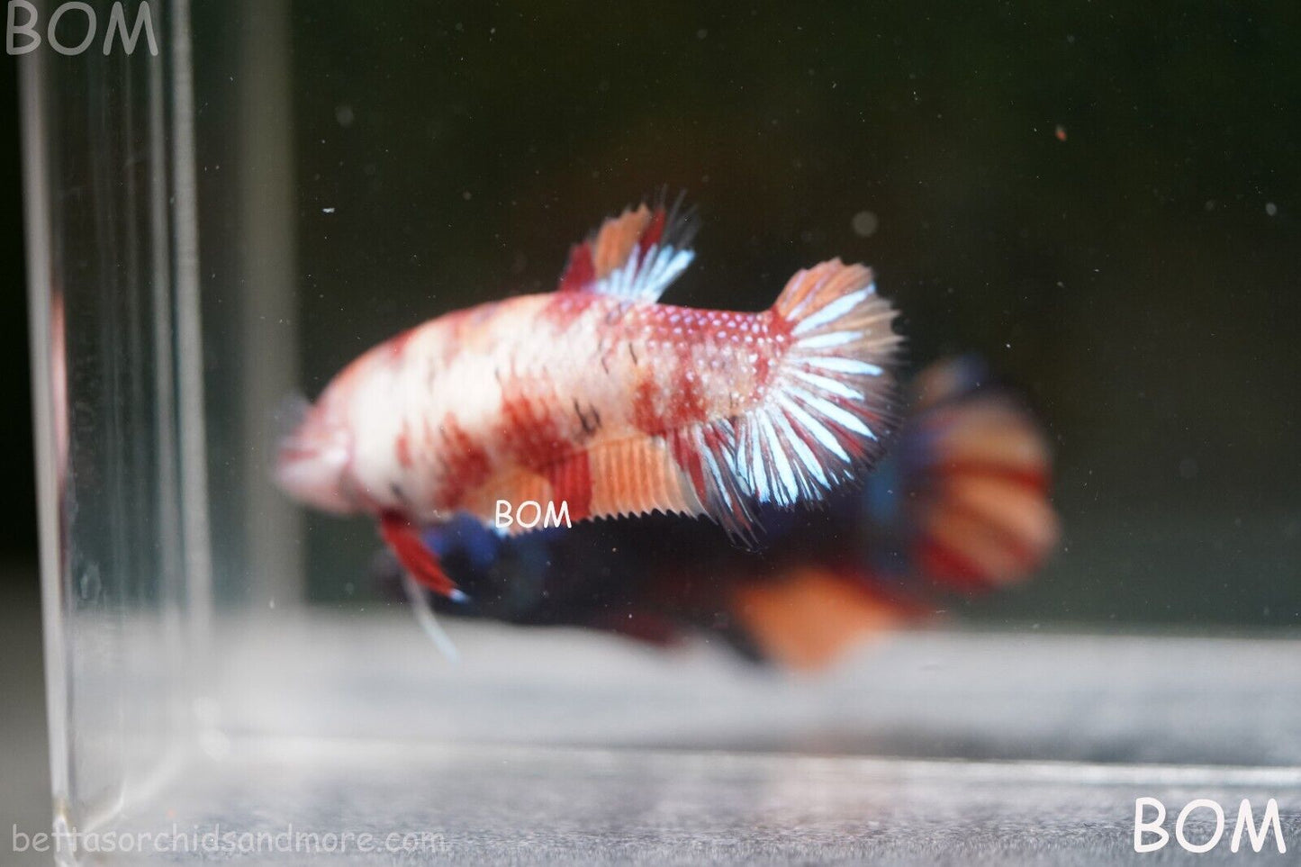 LIVE BETTTA BIG FEMALE MULTICOLOUR HMPK | BOM-A143