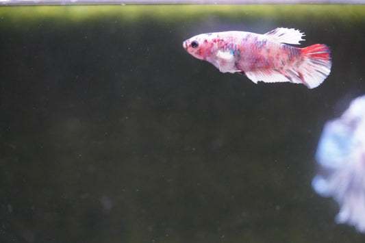 LIVE BETTA FEMALE BARONGSAI | BOM-A403
