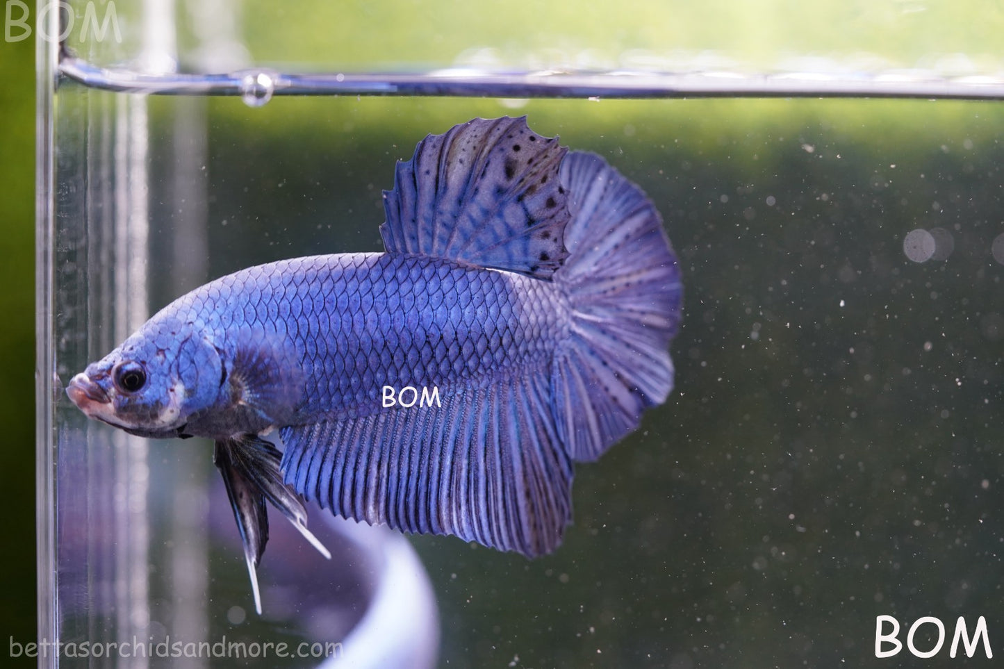 Betta Plakat GIANT MALE BLUE SERIES 5 CM BO | BOM-A305