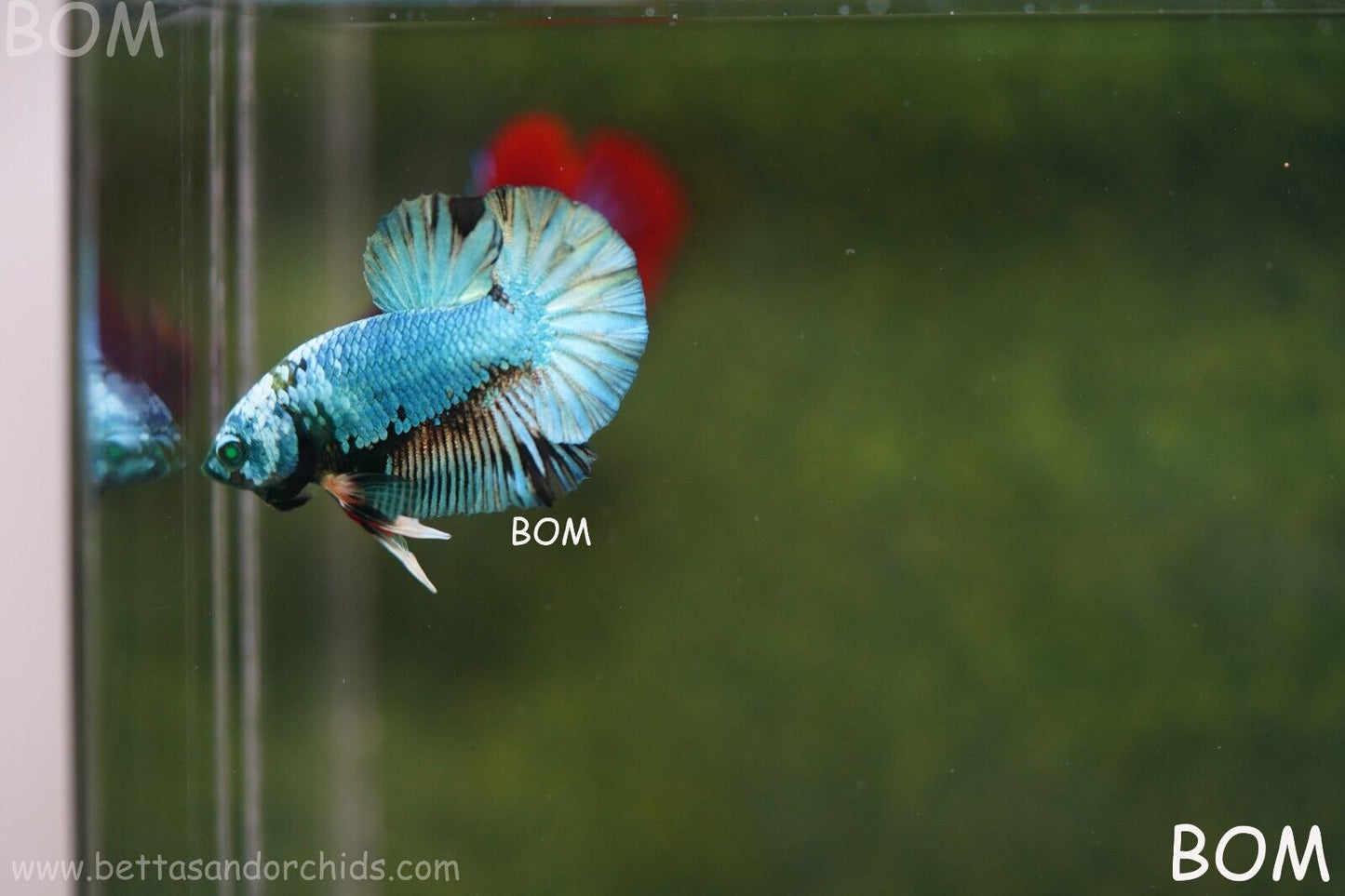 MALE GREEN HULK SERIES Plakat Betta Fish: Live HMPK | UNIQUE | BOM848