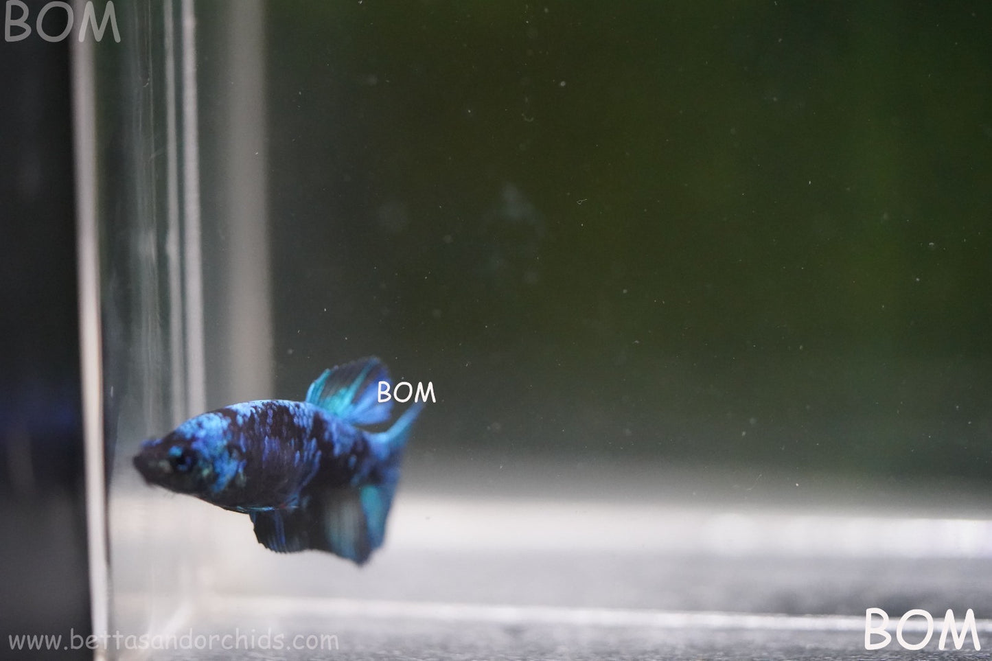 LIVE BETTA FEMALE HMPK GORDON GALAXY DUST | BOM-A503