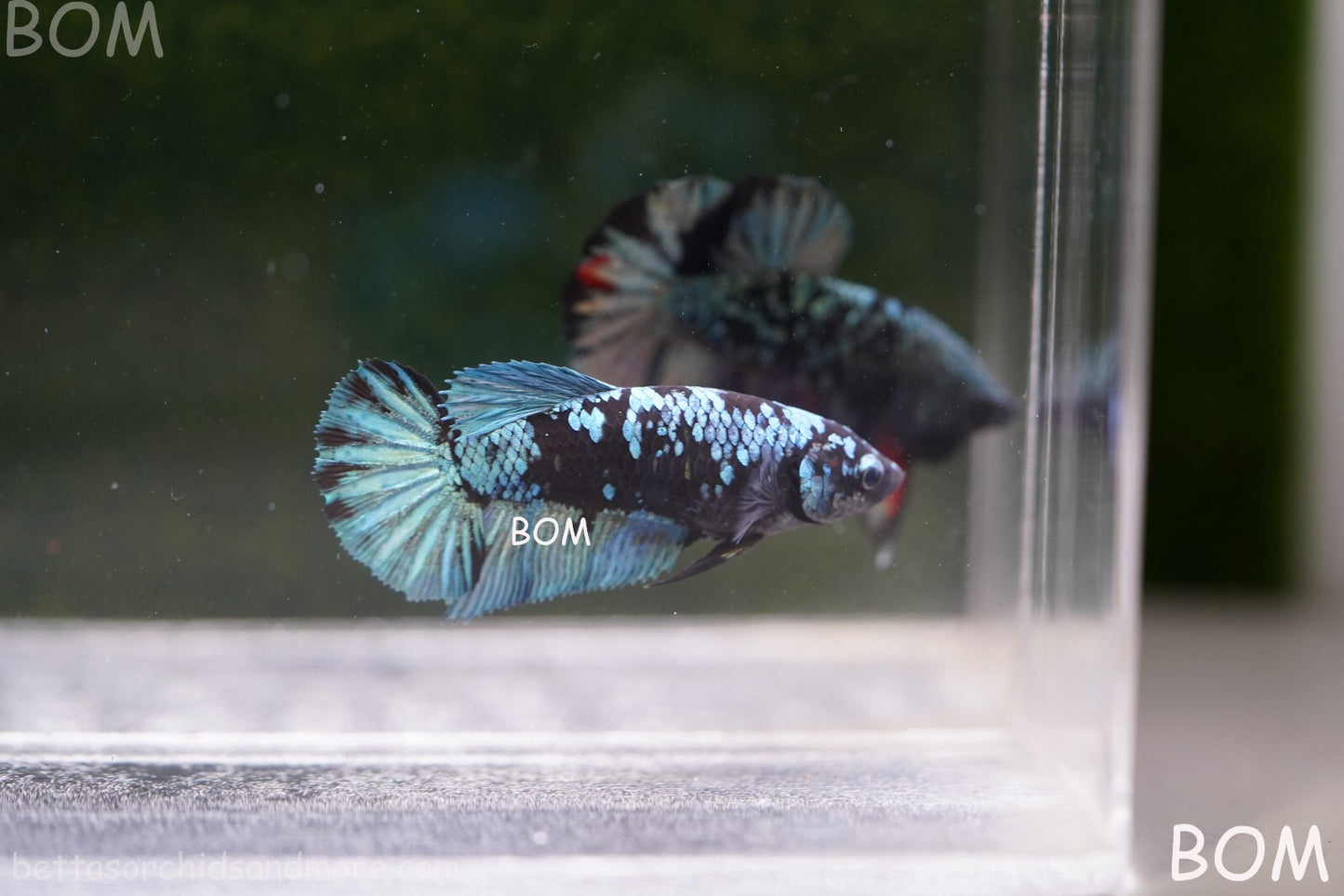 LIVE BETTA FEMALE HALFMOON BLUE AVATAR:  Unique Fish | BOM-A237