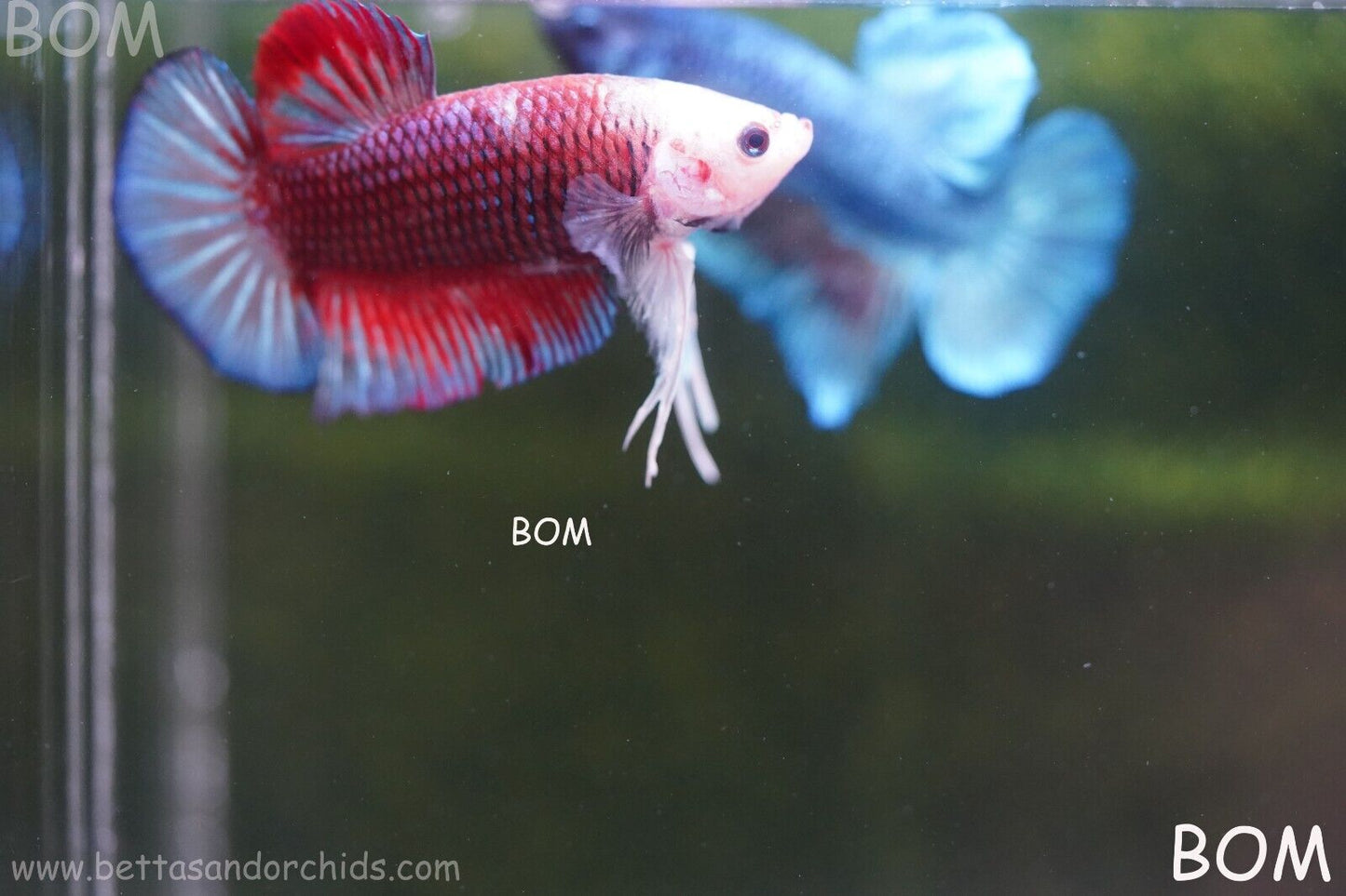 LIVE BETTTA MALE MULTICOLOUR HMPK | BOM-A102