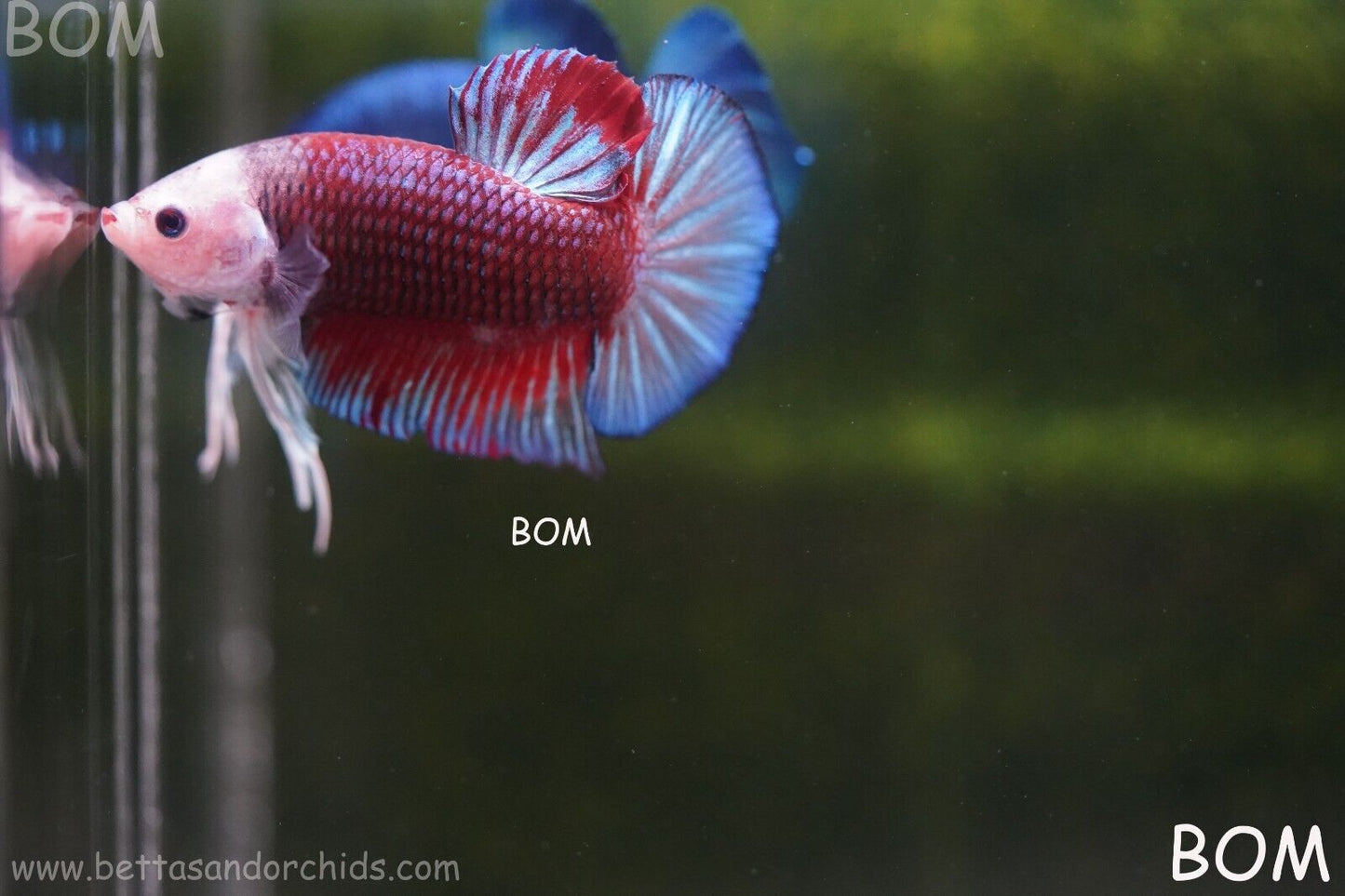 LIVE BETTTA MALE MULTICOLOUR HMPK | BOM-A102