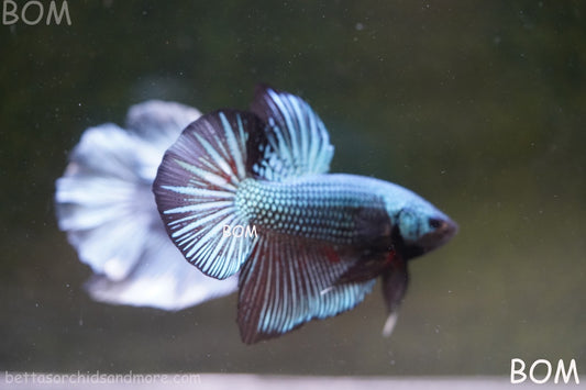 LIVE BETTA GIANT MALE BLUE SERIES 5 CM BO | BOM-A313