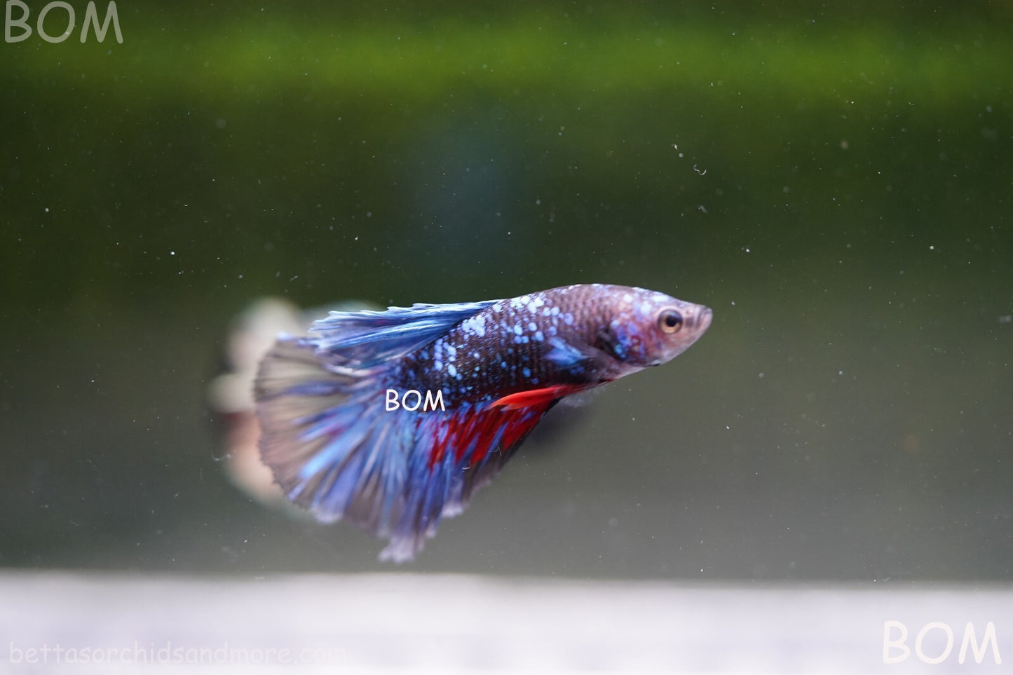 LIVE BETTA MALE HALFMOON BLUE AVATAR:  Unique Fish | BOM-A236