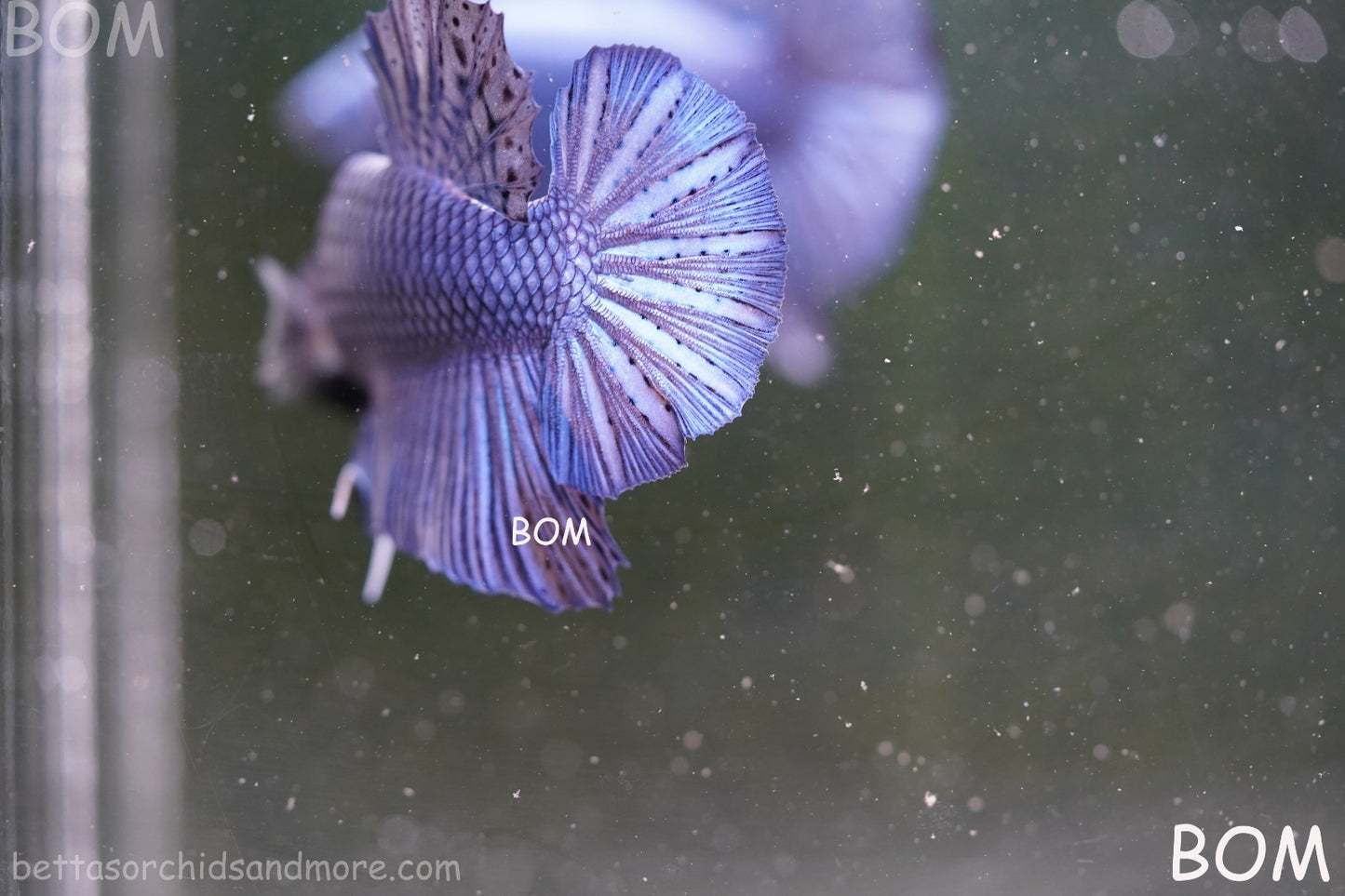 Betta Plakat GIANT MALE BLUE SERIES 5 CM BO | BOM-A305