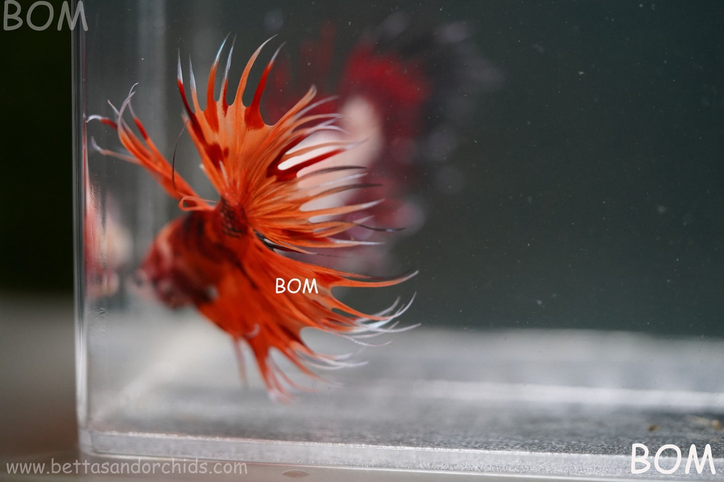 LIVE BETTA MALE CROWN REDS LEOPARDS :  Unique Fish | BOM-A299