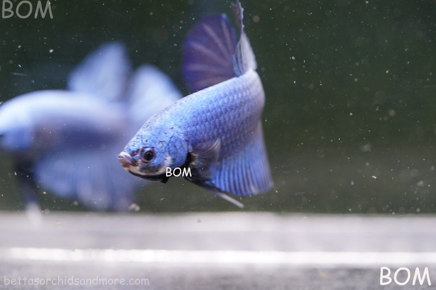 Betta Plakat GIANT MALE BLUE SERIES 5 CM BO | BOM-A305