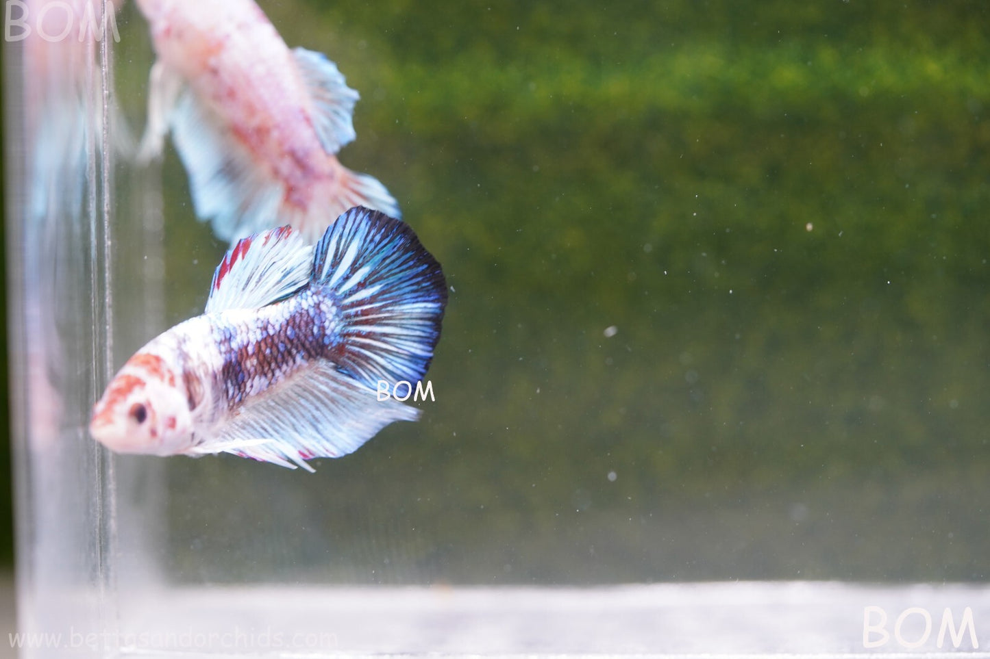 MALE BETTA HMPK MULTICOLOUR | BOM934