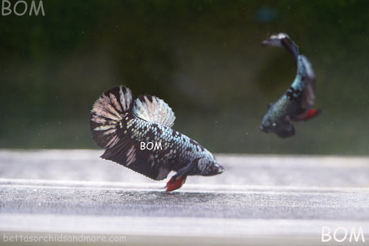 LIVE BETTA FEMALE AVATAR NEBULA:  Unique Fish | BOM-A235