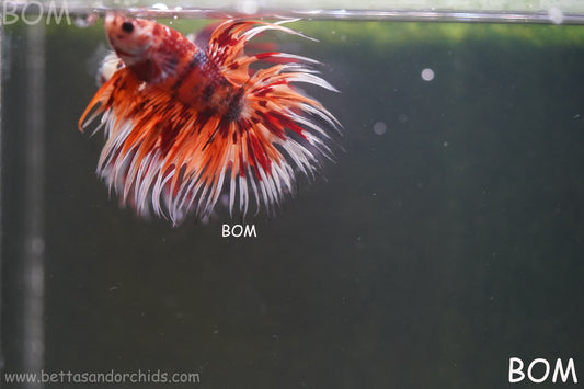 LIVE BETTA MALE CROWN LEOPARDS FIREWORKS :  Unique Fish | BOM-A298
