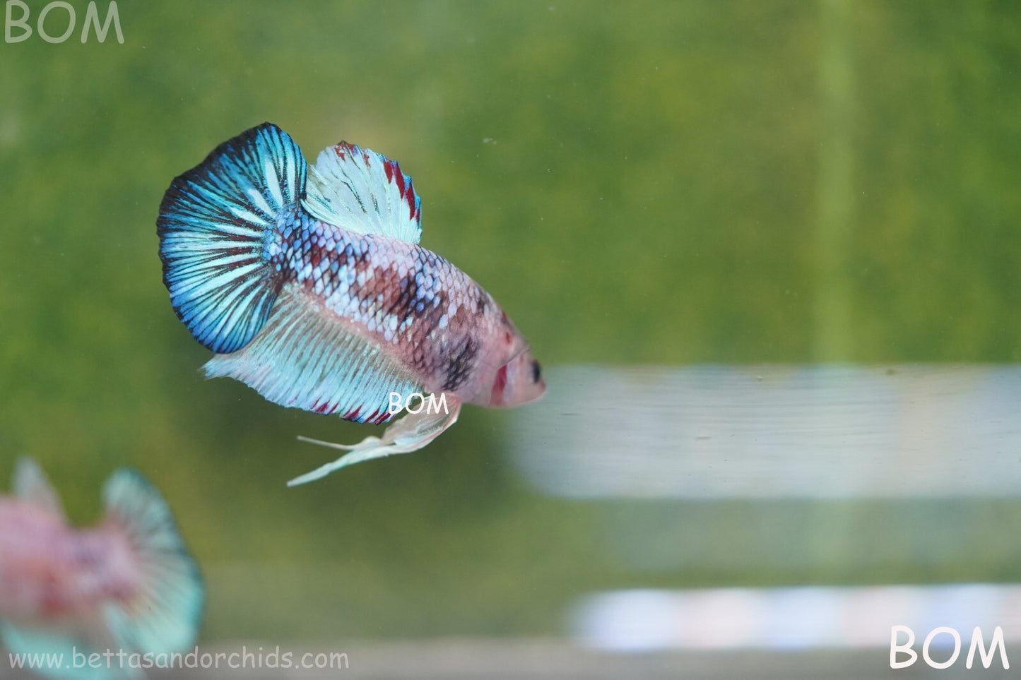 MALE BETTA HMPK MULTICOLOUR | BOM934