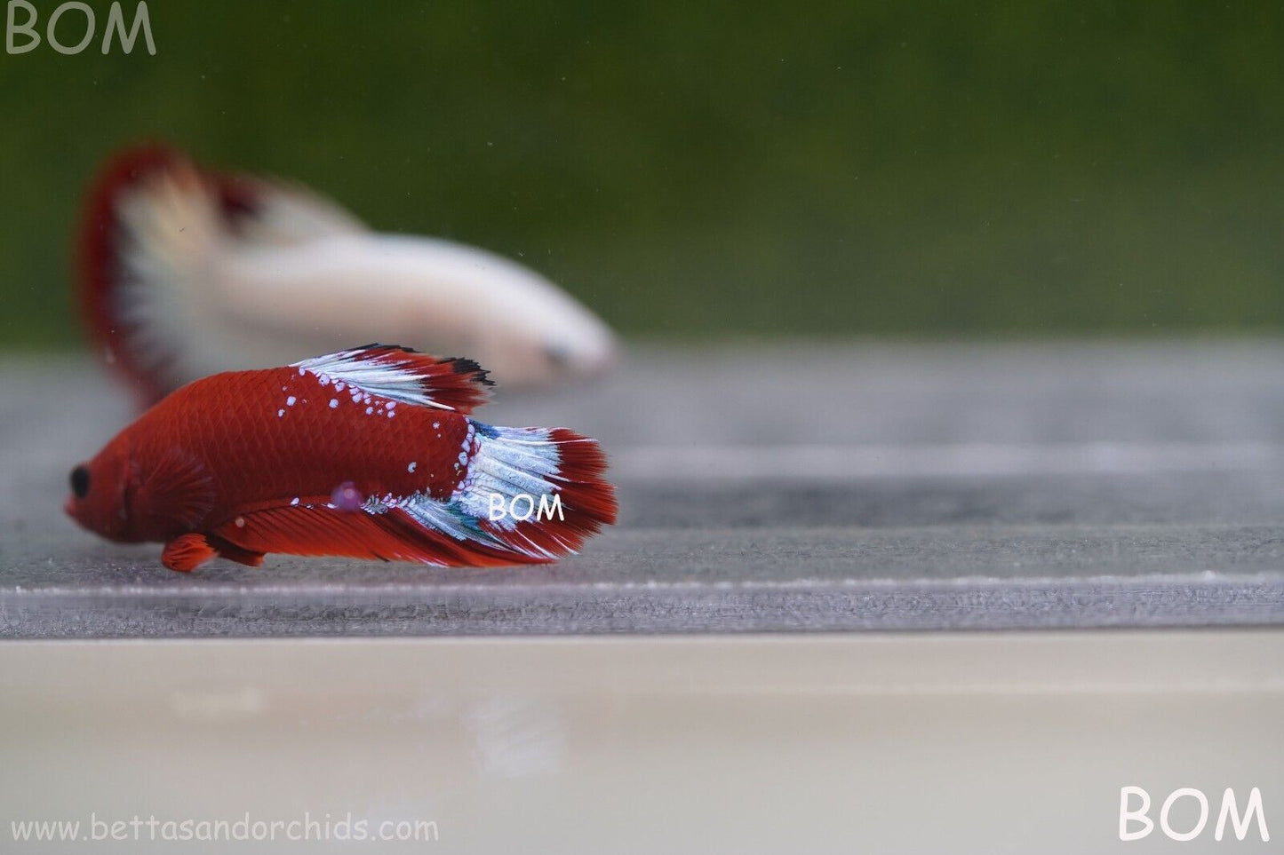 PREMIUM FEMALE HELLBOY HMPK BETTA Fish:Live HMPK | BOM863
