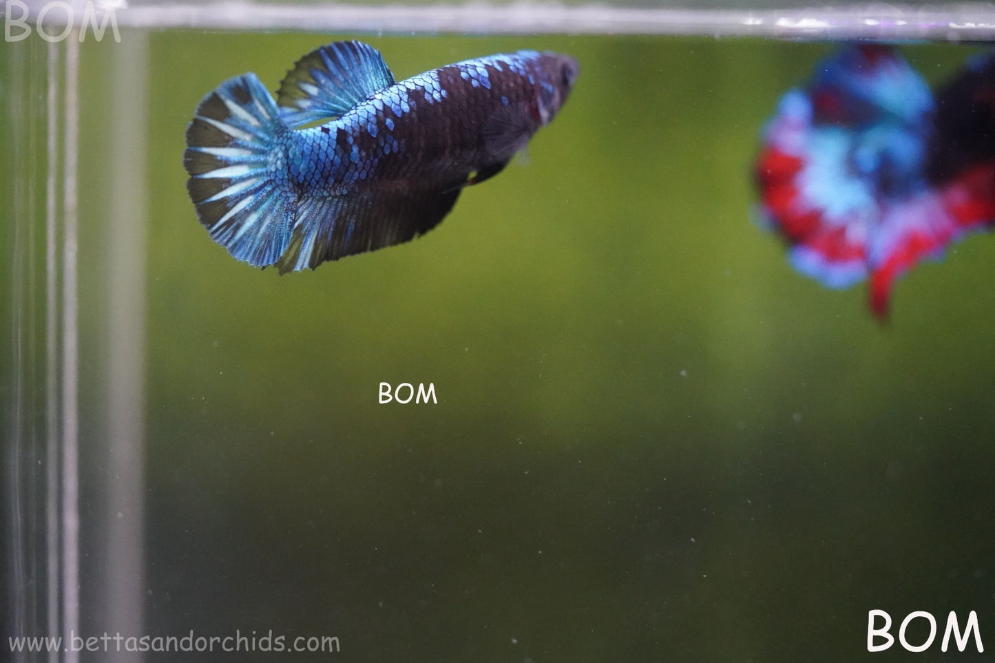 LIVE BETTA FEMALE HMPK GORDON GALAXY DUST | BOM-A504