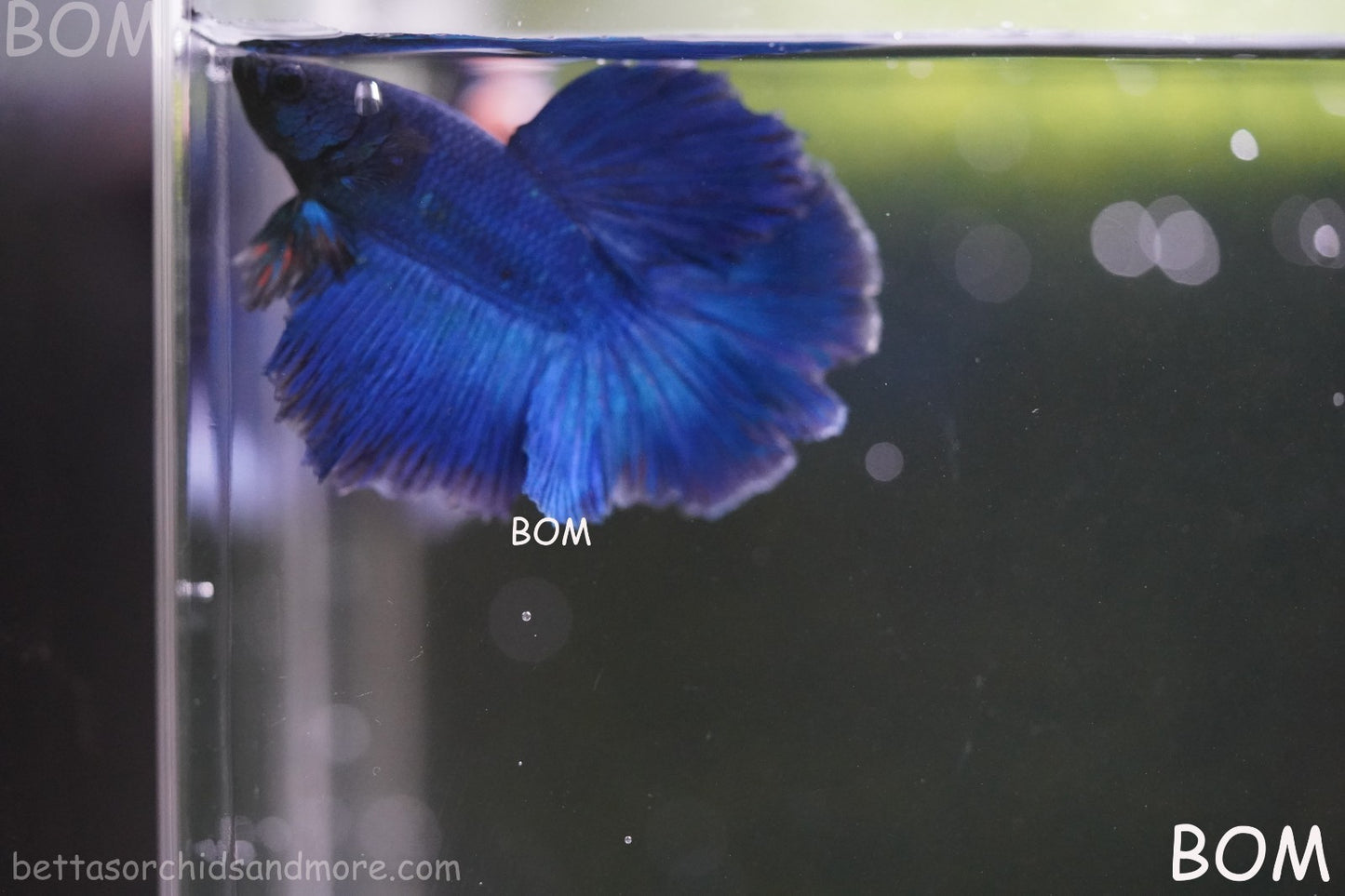 BETTA MALE LIVE HALF MOON TAIL BLUE BUTTERFLY  : Unique Fish | BOM-428