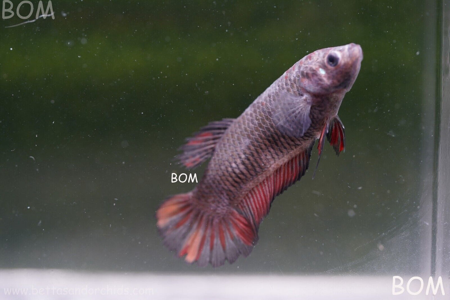 LIVE BETTA HMPK  BIG FEMALE BLACK VARIANT | BOM-A51
