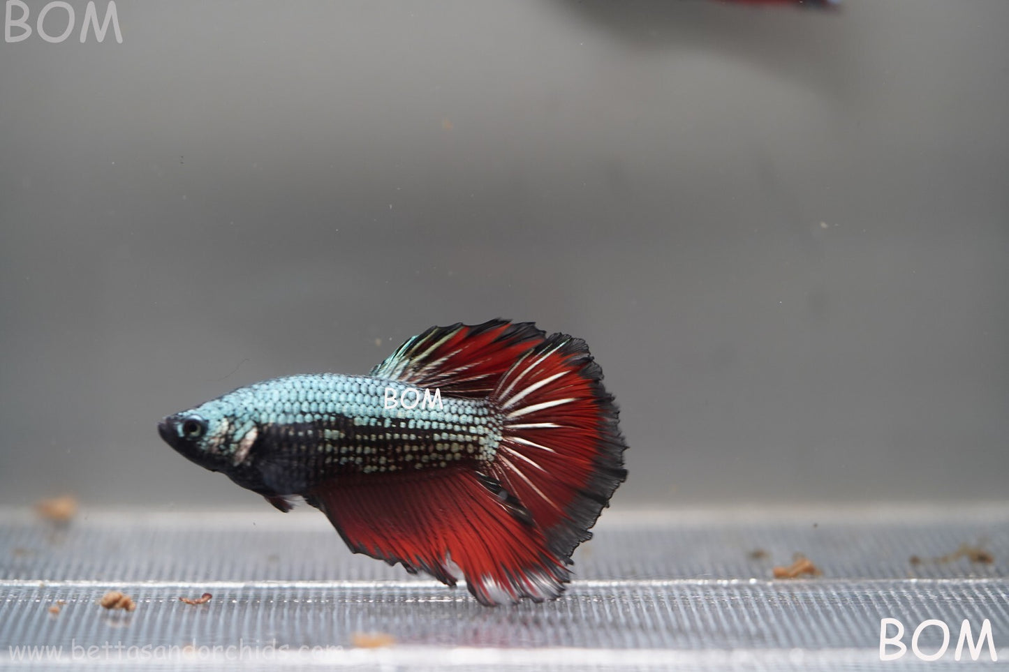 MALE HM Mamba Plakat Betta Fish: Live HMPK | BOM299