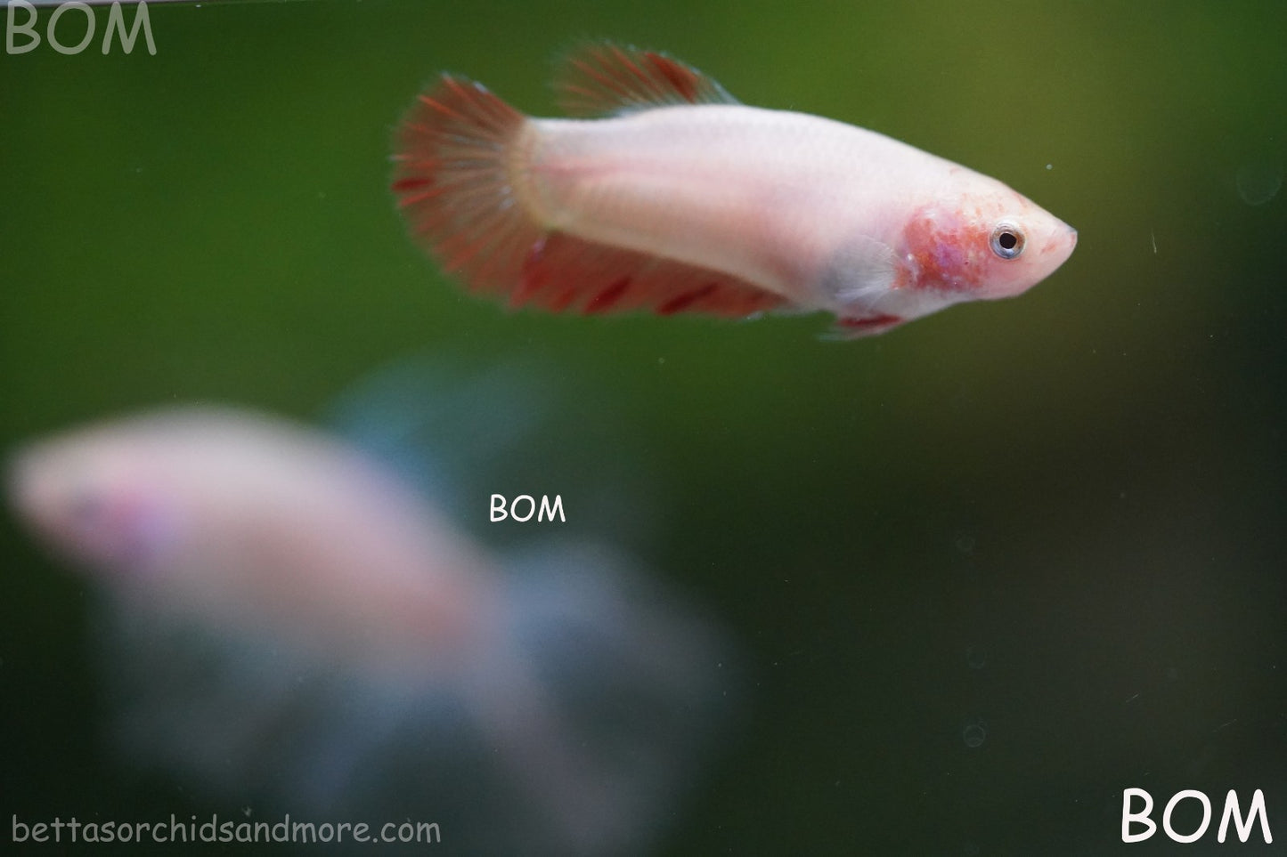 LIVE BETTA FEMALE ARMAGGEDDOM | A VERY UNIQUE FISH  | BOM-A417