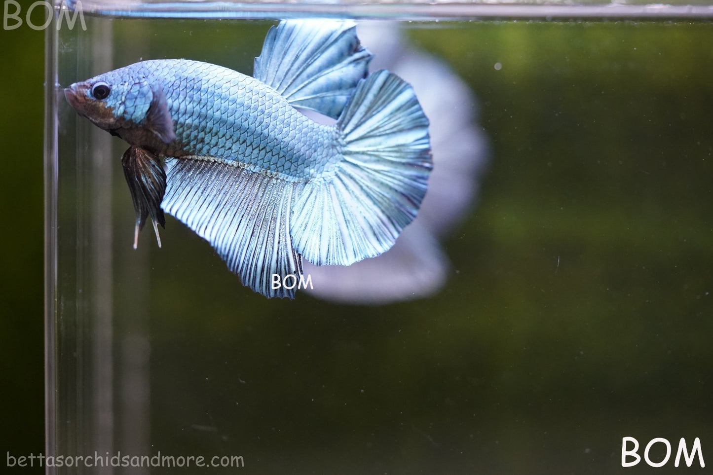 Betta Plakat GIANT MALE BLUE SERIES 5 CM BO | BOM-A309