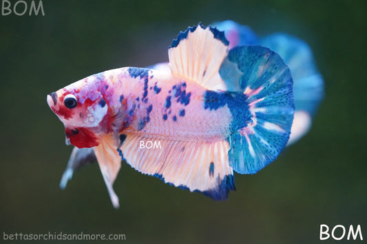 LIVE BETTTA MALE METALLIC MULTICOLOUR HMPK BEAUTIFUL COLOURS | BOM-A281