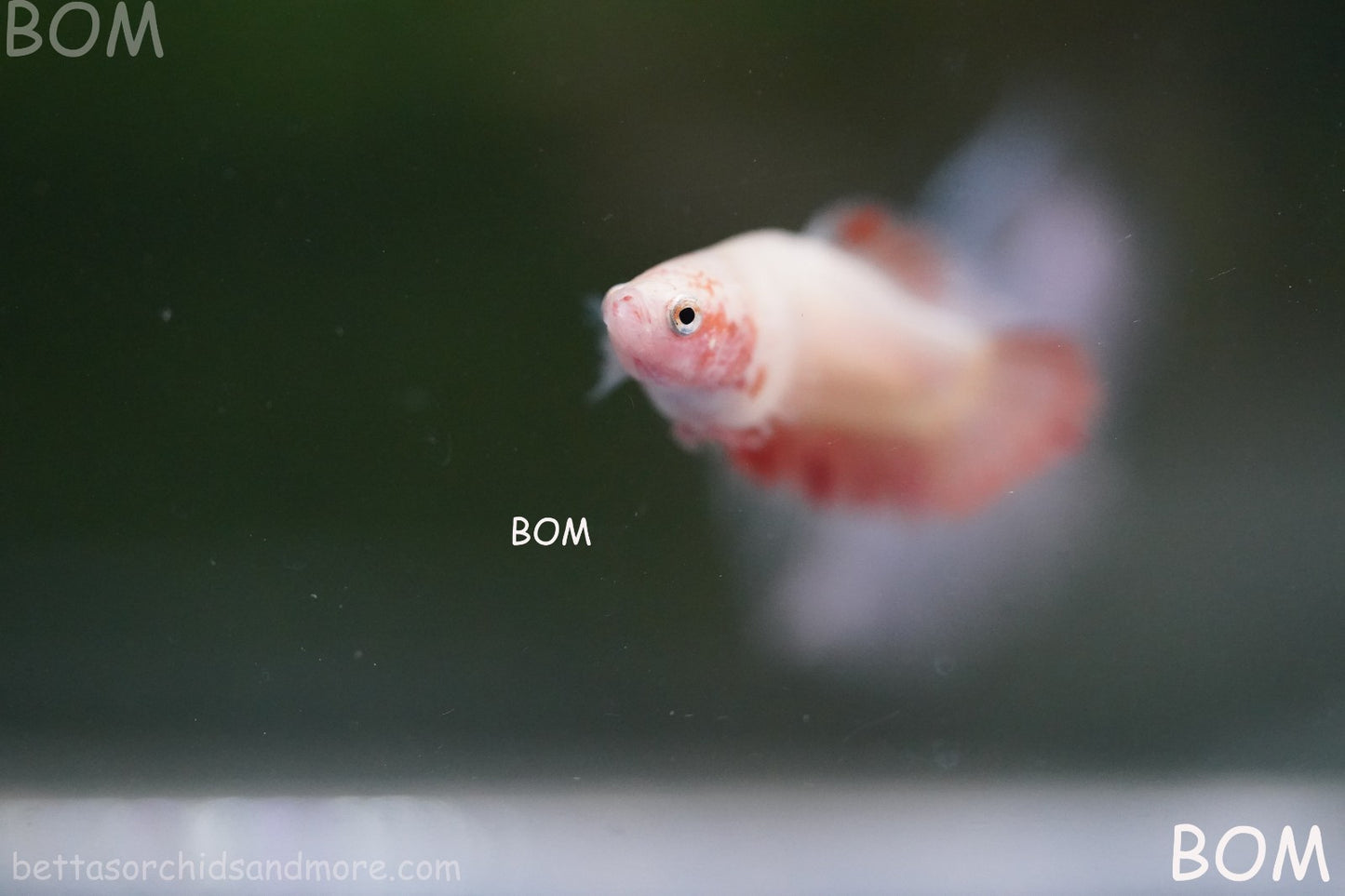 LIVE BETTA FEMALE ARMAGGEDDOM | A VERY UNIQUE FISH  | BOM-A417