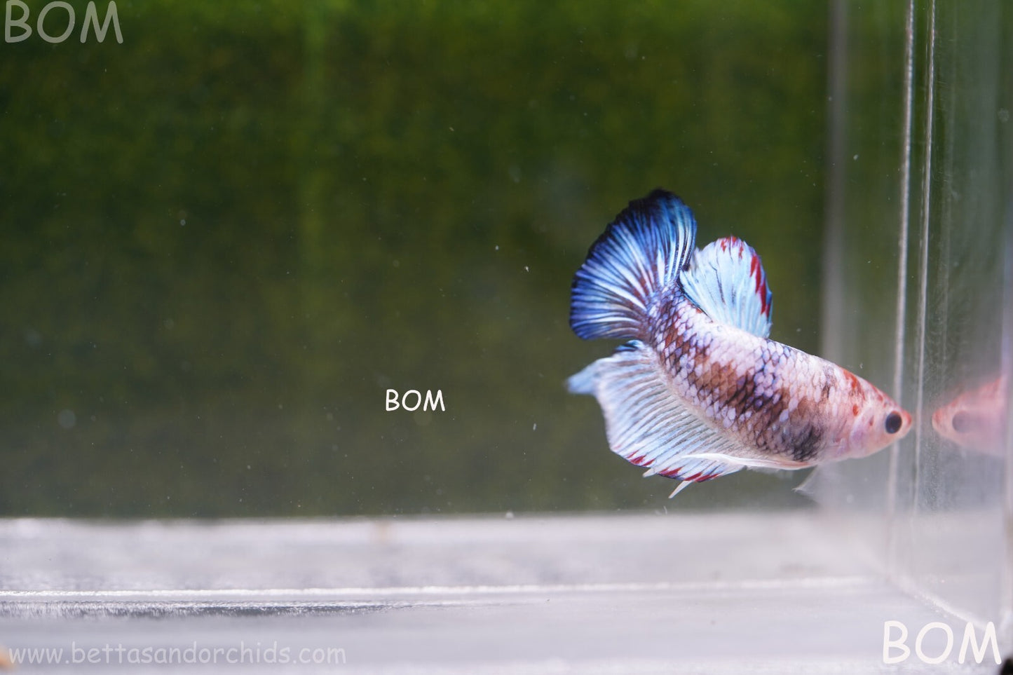MALE BETTA HMPK MULTICOLOUR | BOM934