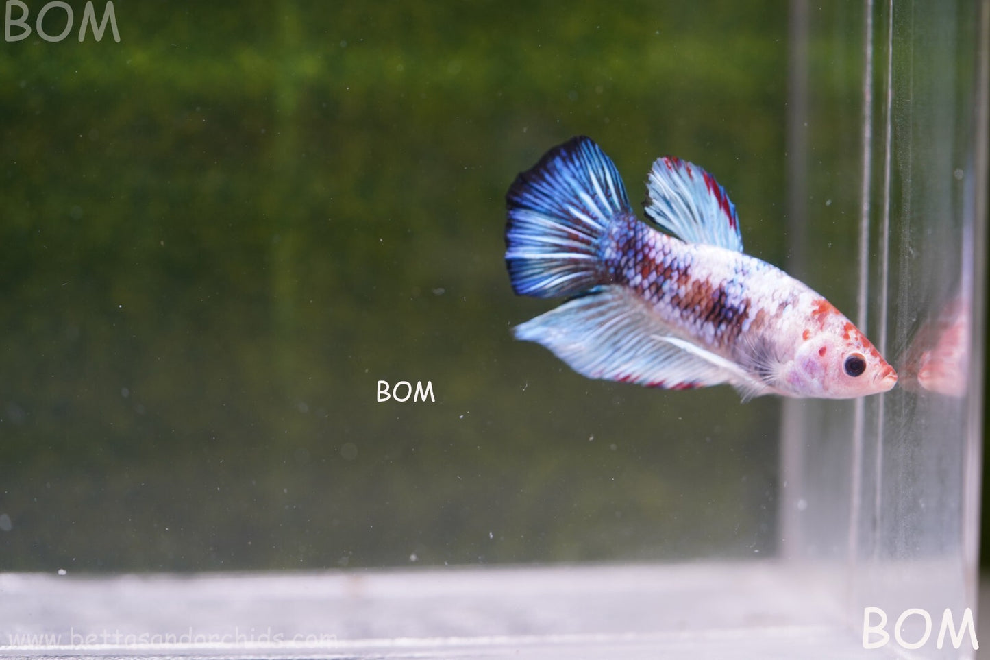 MALE BETTA HMPK MULTICOLOUR | BOM934