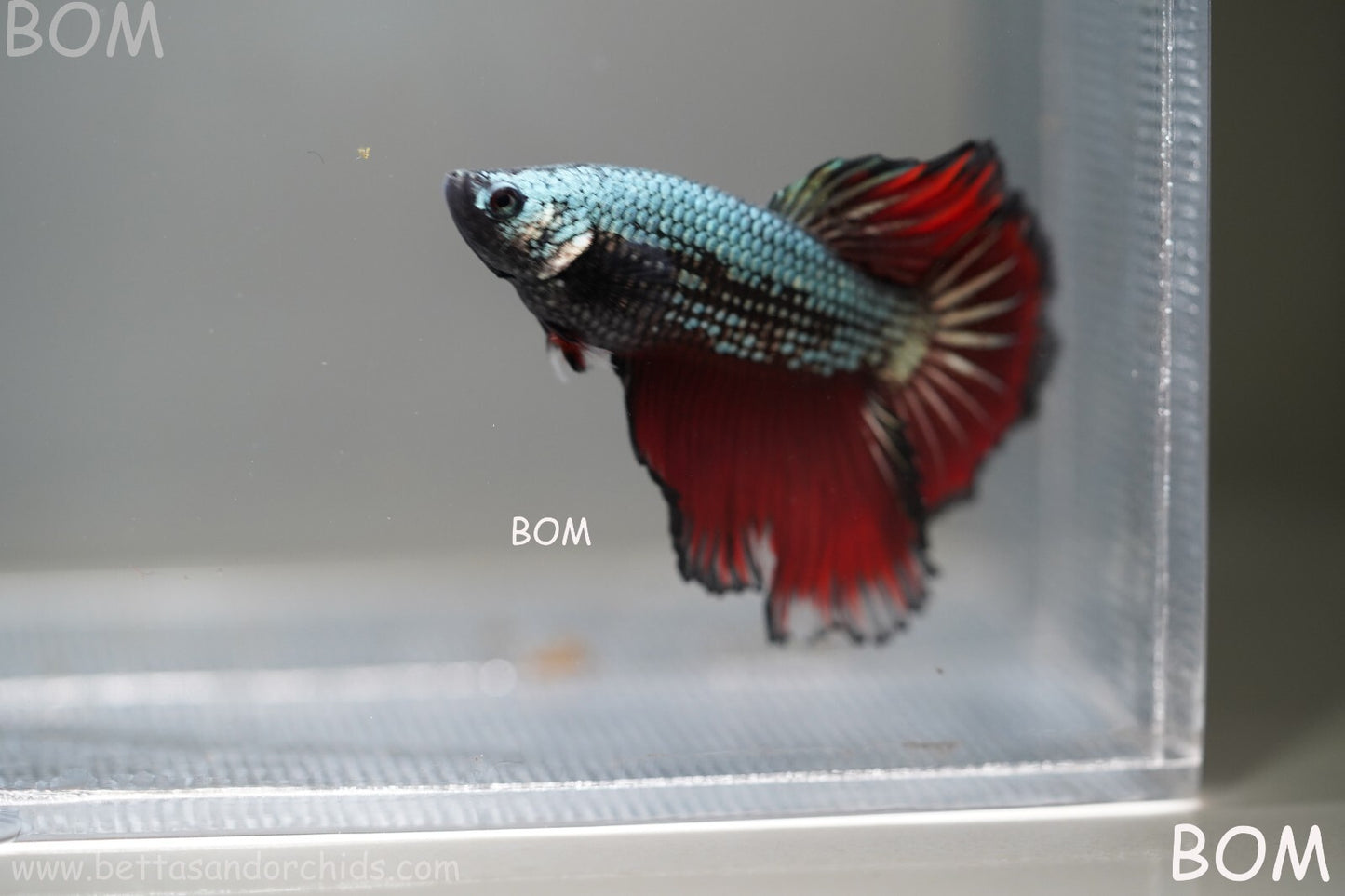 MALE HM Mamba Plakat Betta Fish: Live HMPK | BOM299