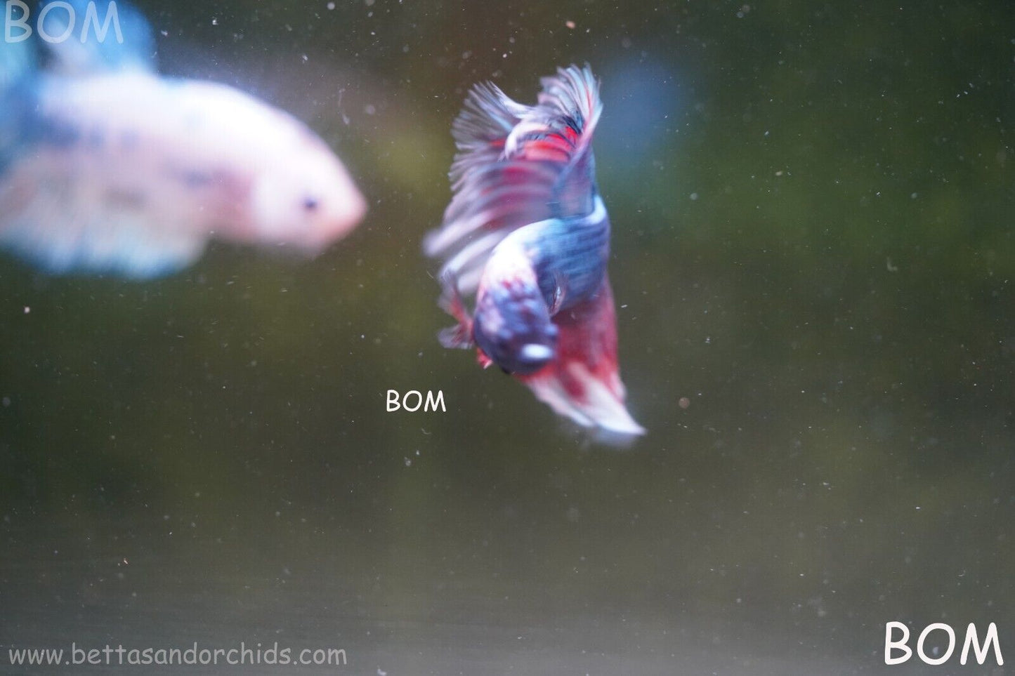 LIVE BETTA HMPK MALE FANCY RED AND BLUE | BOM-A124