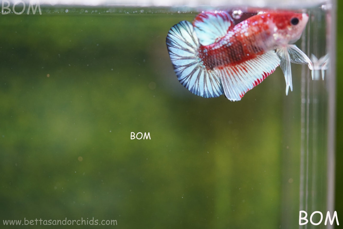 MALE BETTA PLAKAT JUNIOR MULTICOLOUR | BOM845