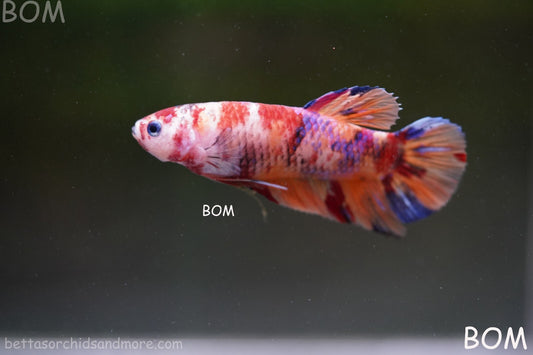 LIVE BETTTA BIG FEMALE MULTICOLOUR HMPK | BOM-A142