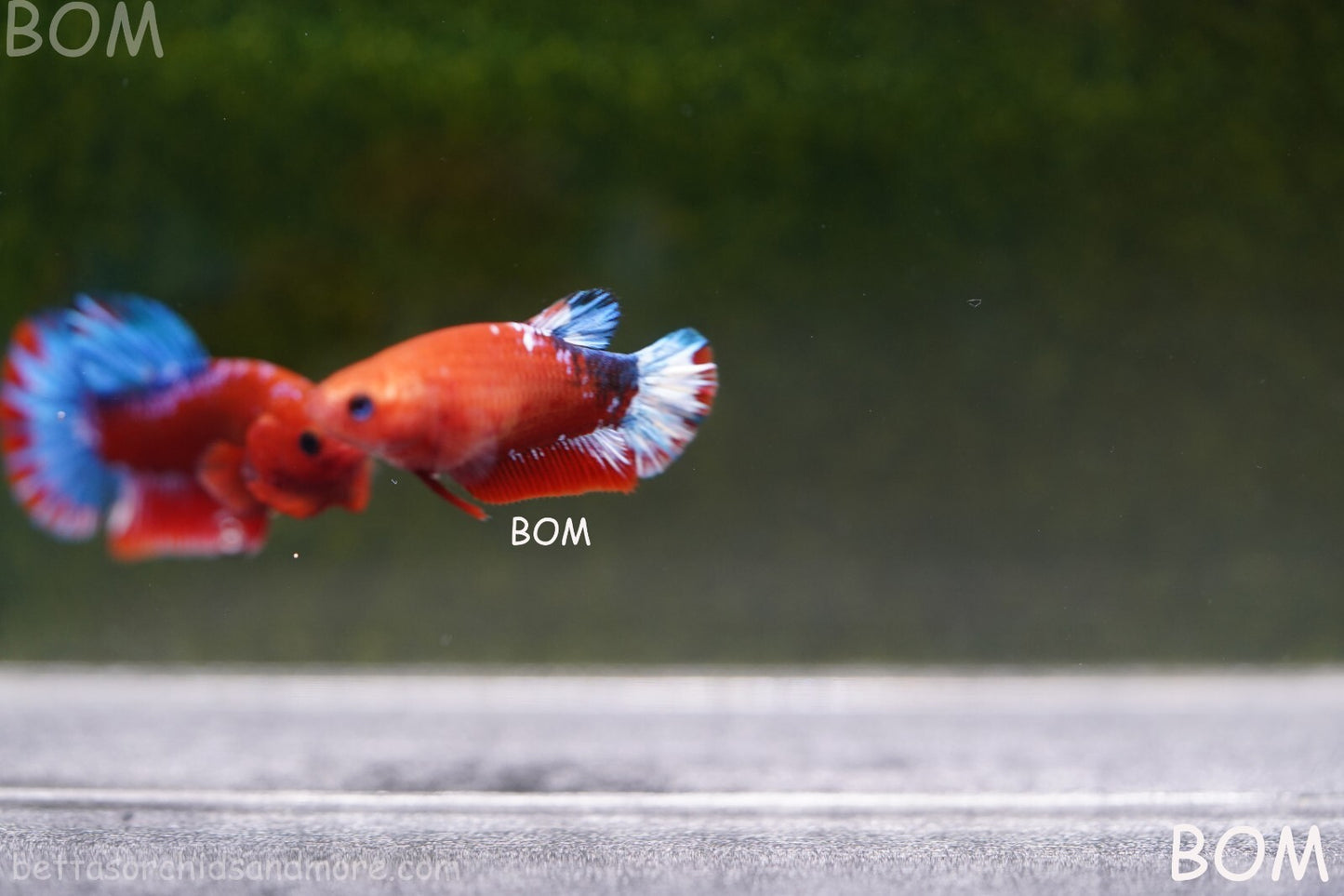 PREMIUM FEMALE HELLBOY HMPK BETTA Fish:Live HMPK | BOM-A227