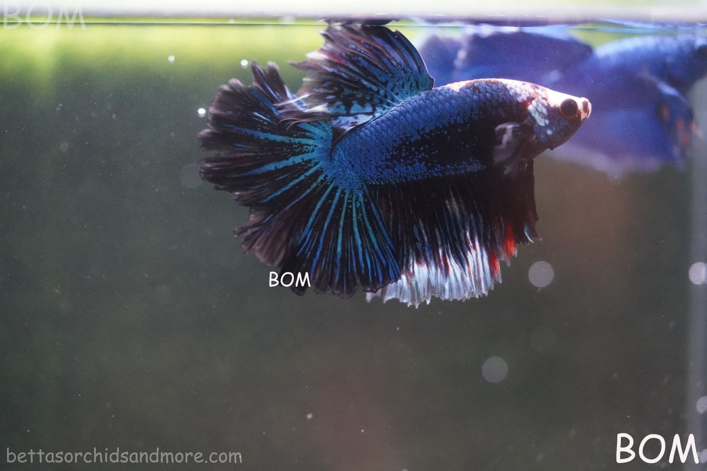 BETTA MALE LIVE HALF MOON TAIL MIDNIGHT BLUE  : Unique Fish | BOM-429