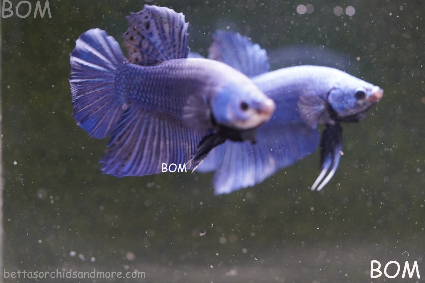 Betta Plakat GIANT MALE BLUE SERIES 5 CM BO | BOM-A305