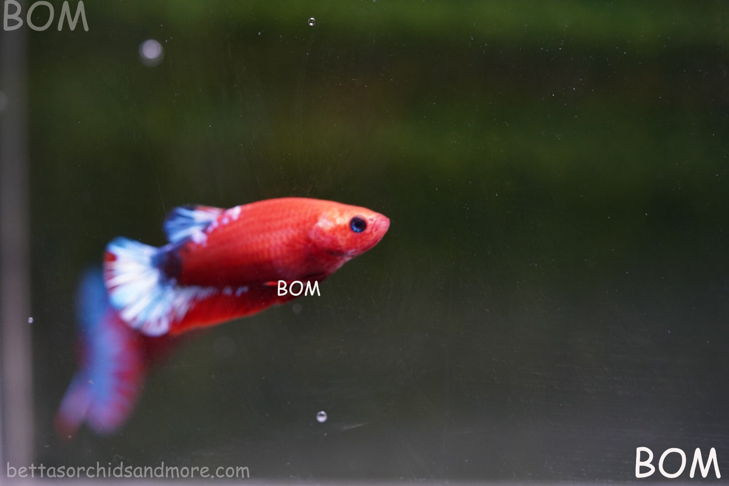 PREMIUM FEMALE HELLBOY HMPK BETTA Fish:Live HMPK | BOM-A227