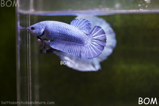 LIVE BETTA GIANT FEMALE BLUE SERIES | BOM-A308
