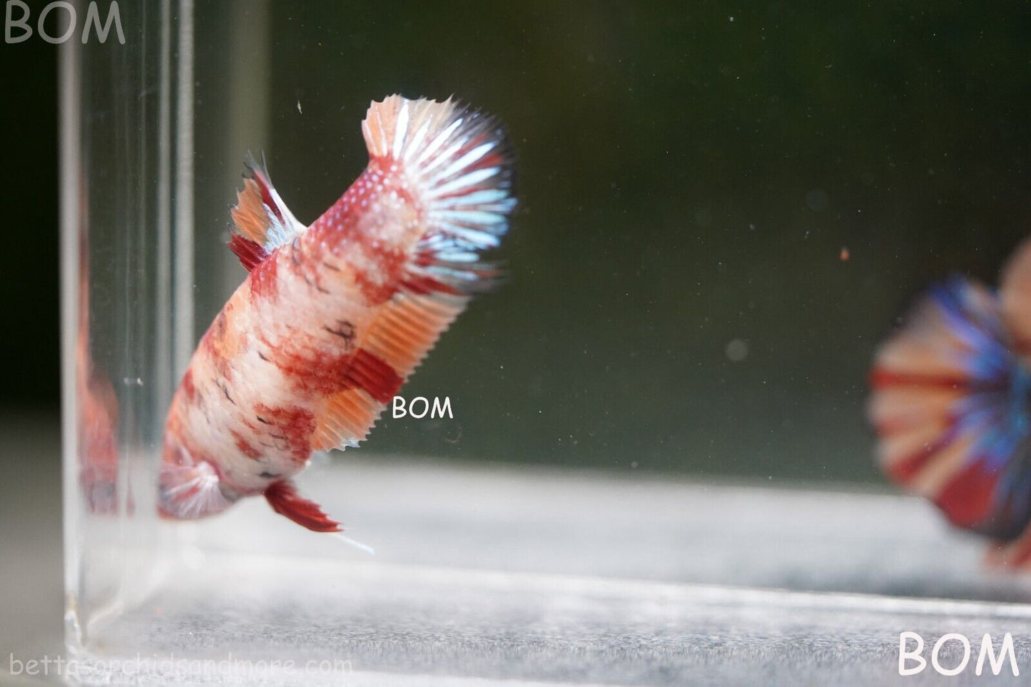LIVE BETTTA BIG FEMALE MULTICOLOUR HMPK | BOM-A143