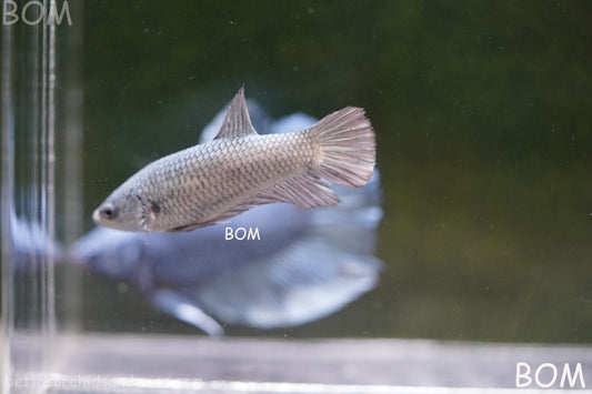 LIVE BETTA JUNIOR GIANT FEMALE COPPER | BOM-A317