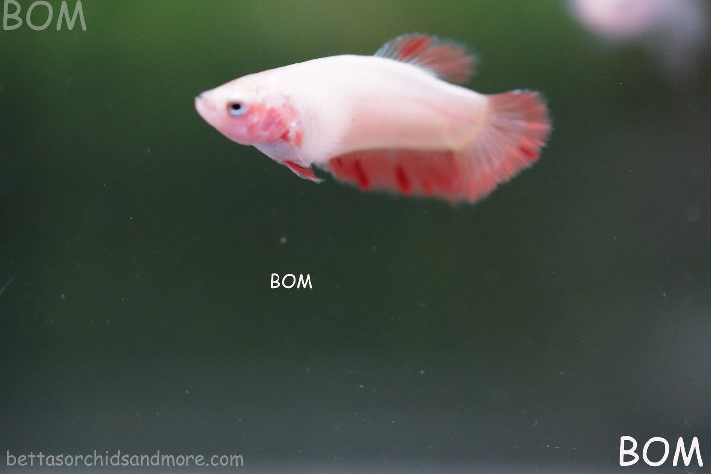 LIVE BETTA FEMALE ARMAGGEDDOM | A VERY UNIQUE FISH  | BOM-A417