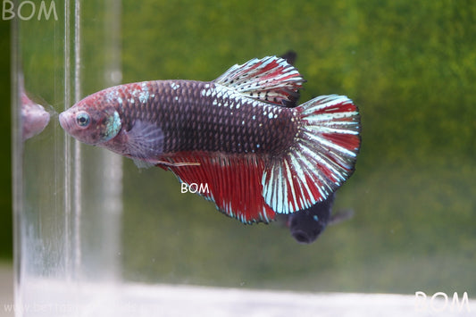 LIVE BETTA HMPK GIANT MALE BLACK VARIANT | BOM-A46