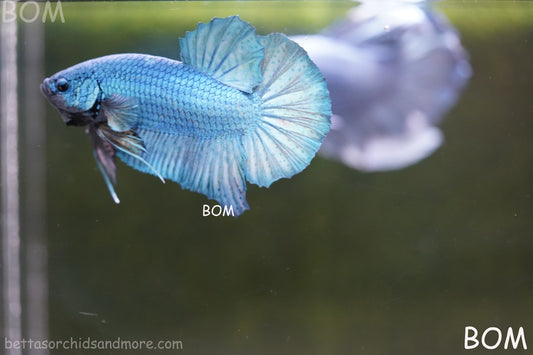 Betta Plakat GIANT MALE BLUE SERIES 5 CM BO | BOM-A307