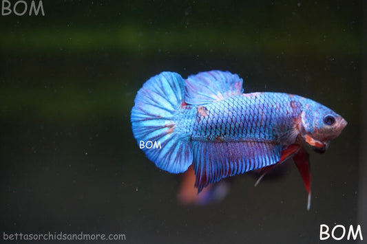 LIVE BETTTA BIG MALE MULTICOLOUR HMPK | BOM-A145