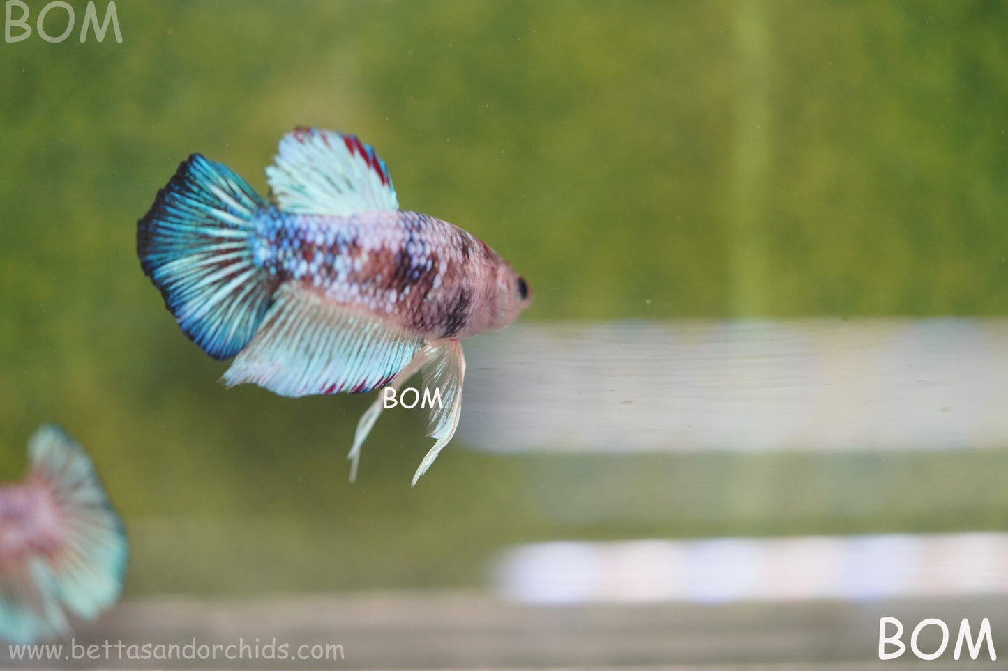 MALE BETTA HMPK MULTICOLOUR | BOM934