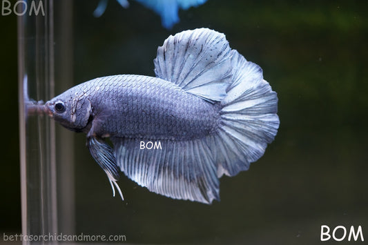 Betta Plakat GIANT MALE BLUE SERIES 5 CM BO | BOM-A306