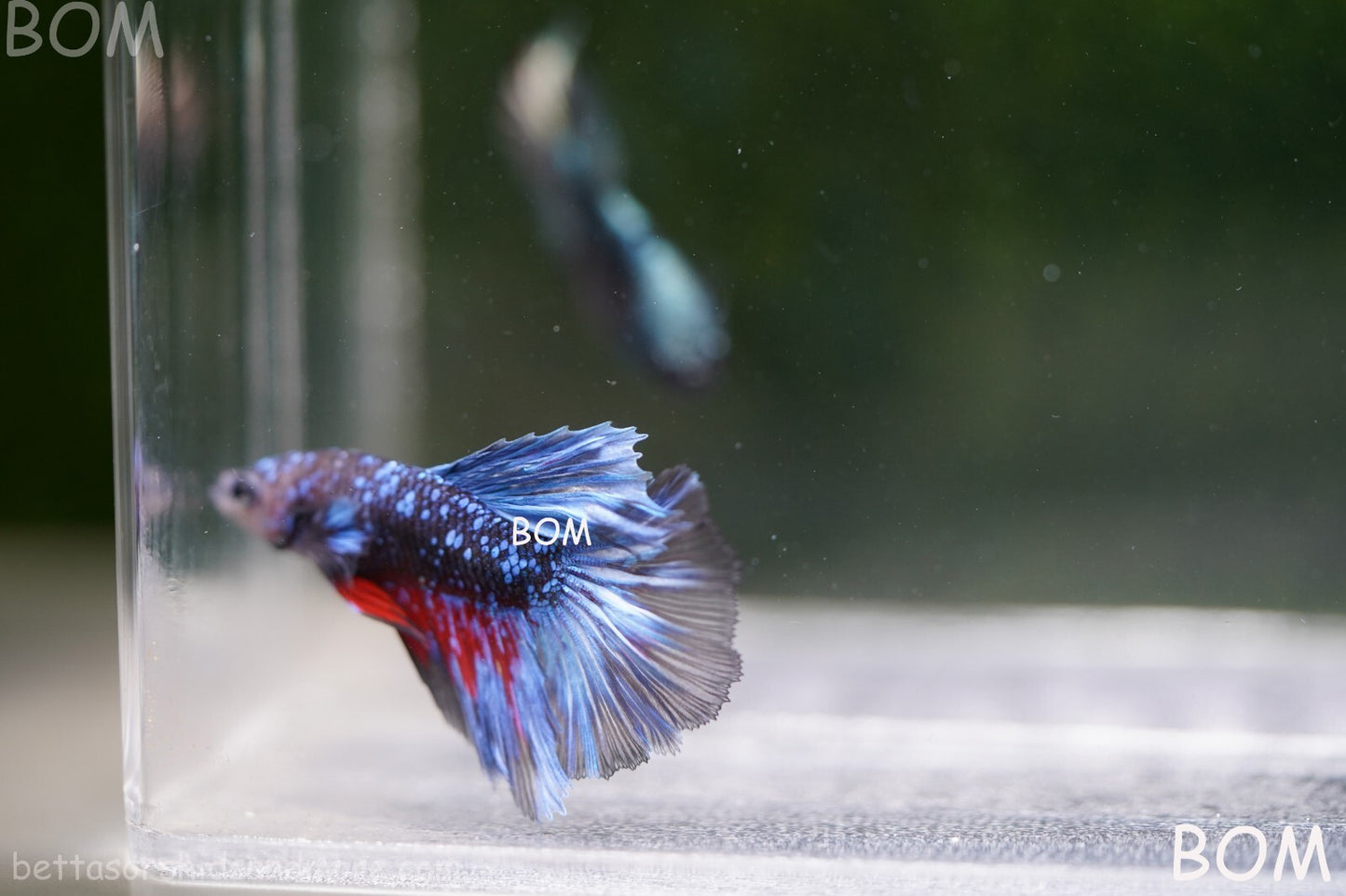 LIVE BETTA MALE HALFMOON BLUE AVATAR:  Unique Fish | BOM-A236