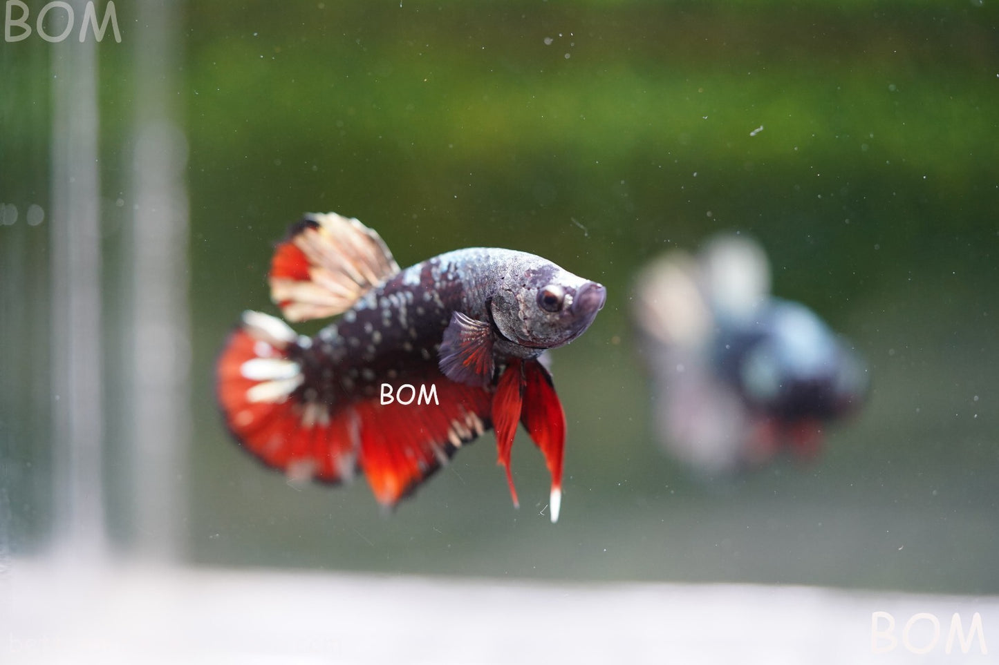 LIVE BETTA MALE AVATAR NEBULA:  Unique Fish | BOM-A234